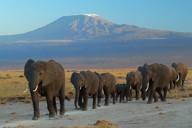 Maasai Simba Camp Otel Amboseli Dış mekan fotoğraf