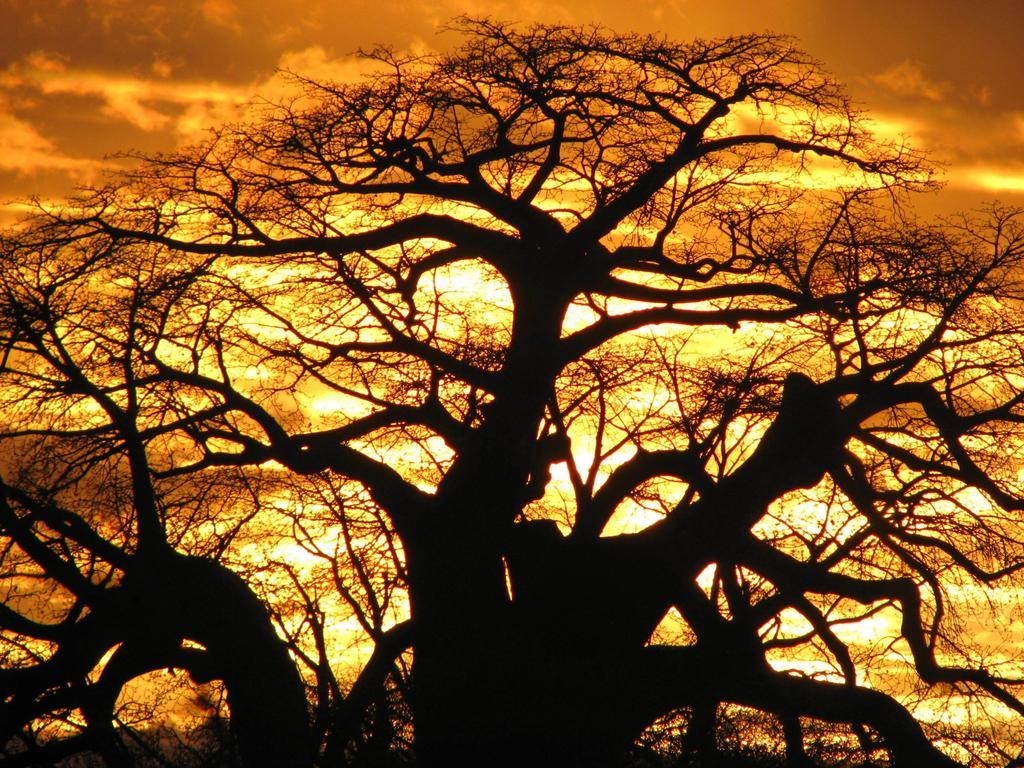 Maasai Simba Camp Otel Amboseli Dış mekan fotoğraf