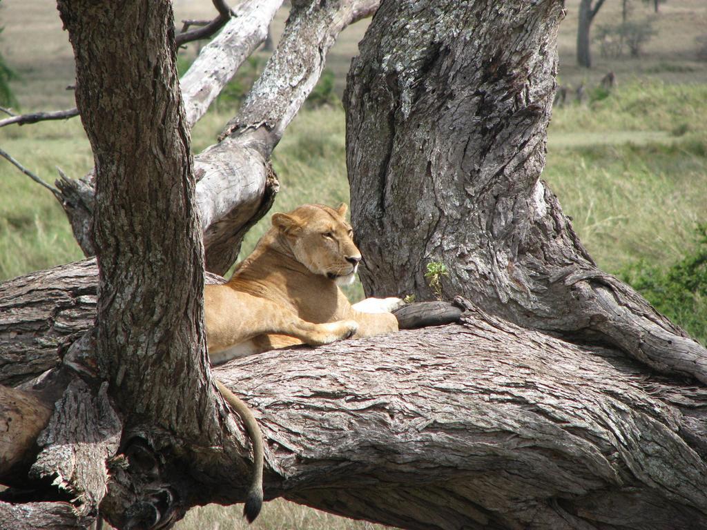 Maasai Simba Camp Otel Amboseli Dış mekan fotoğraf