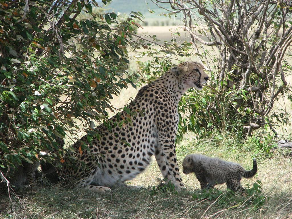 Maasai Simba Camp Otel Amboseli Dış mekan fotoğraf
