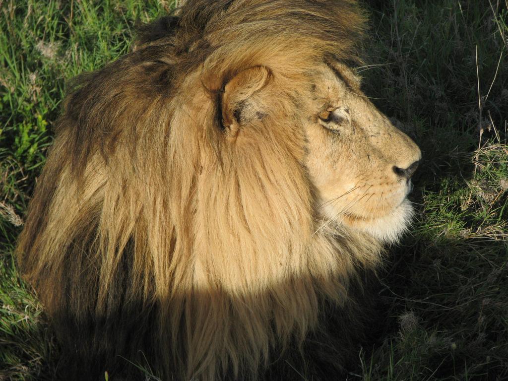 Maasai Simba Camp Otel Amboseli Dış mekan fotoğraf