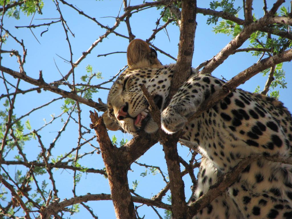 Maasai Simba Camp Otel Amboseli Dış mekan fotoğraf