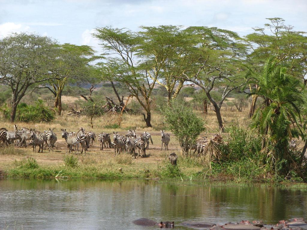 Maasai Simba Camp Otel Amboseli Dış mekan fotoğraf